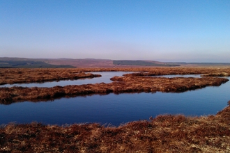 Bog pools