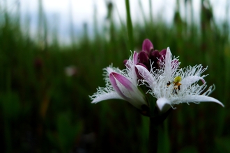 Close up of white bogbean flowers