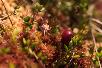 Close up of a bog cranberry fruit surrounded by other vegetation