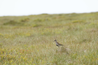 Dunlin standing amongst vegetation