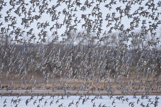 A large flock of dunlin in flight