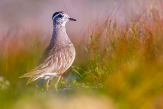 A dotterel standing with a faded background of vegetation