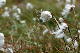 A close up of common cottongrass seed heads