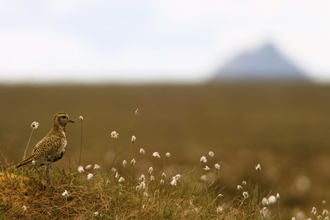A golden plover stands to one side with a faded background