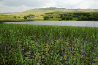Grayrigg Tarn with vegetation in the foreground and water towards the back