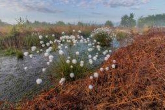 Cotton-grass growing next to a peatland bog pool at Marches Mosses.