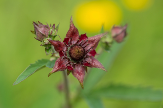 Close up of a reddish-purple marsh cinquefoil flower