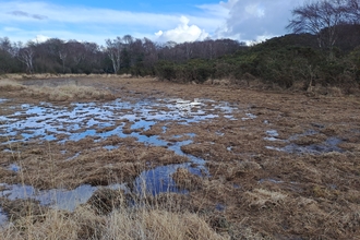 A series of peatland pools surrounded by trees