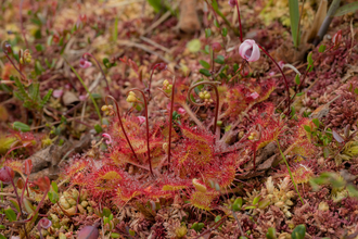 Sundew and a pink bog cranberry flower