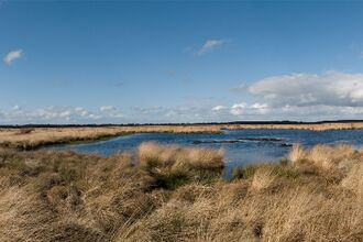 Wide-open sky and bog pools at Whixall Moss.