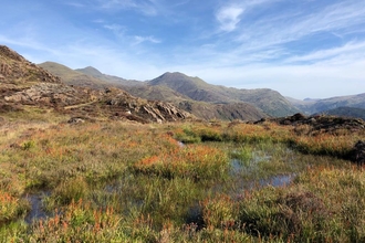 Bog asphodel in the foreground with mountains in the background