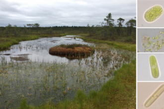 Examples of phototrophic microbes.