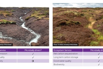 Pre post restoration of a peatland gully
