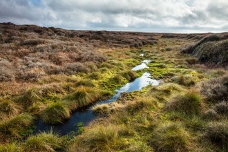 Peatland landscape with linear bog pools and bog plants