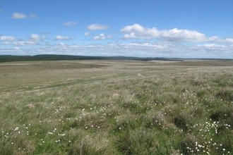 Cottongrass at Butterburn flow