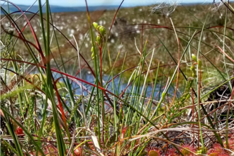 Front cover - Conserving Bogs - The Management Handbook