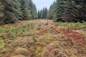 Forestry at Butterburn, Northumberland