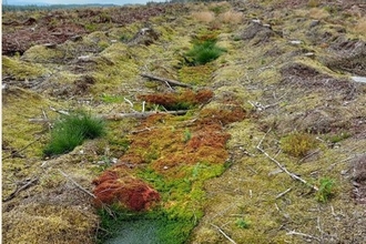Furrowed areas infilling with sphagnum moss on a forest-to-bog restoration site.