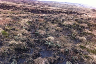 Heavy sheep grazing on common land in the West Pennines