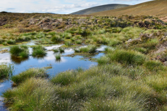 Bog pool and restored peat hag at Glenfeshie Estate in the Cairngorms National Park. Restoration funded by Peatland ACTION.