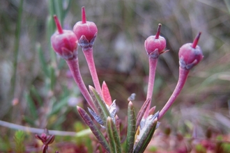 Bog rosemary (Andromeda polifolia) at Cadgill Flow, Dumfries and Galloway.