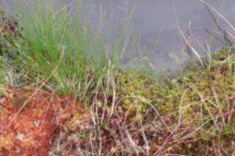 Colourful red, orange and green Sphagnum mosses growing on the edge of a blocked ditch