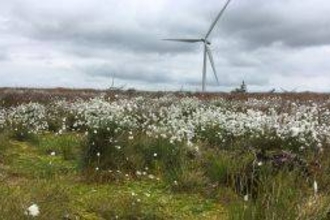 Deforested bog restoration 2 years post-treatment Whitelee. Cotton-grass (Eriophorum) and wind turbine