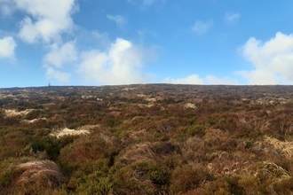 Heather and other peatland plants with a blue sky at Garron Plateau Special Area of Conservation in Northern Ireland