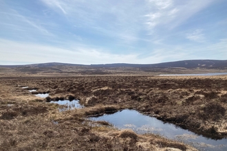 Dams blocking drains in peatland restoration