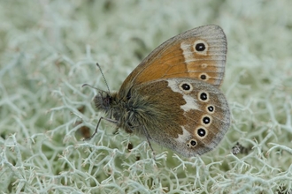 Large heath (Coenonympha tullia) butterfly.