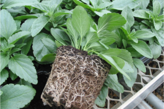 Bedding Salvias production in Melcourt Sylvamix® professional peat-free growing medium. Catherine Dawson, Melcourt®