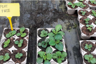 Primulas growing in peat free and reduced peat media to compare success rates