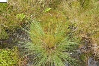 Single species monitoring. Sphagnum capifollium sample on Kinder Scout (b) 16 months after planting.