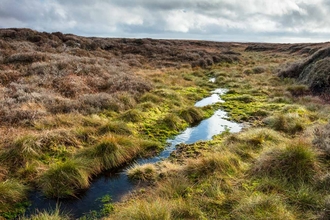 Wet blanket bog.