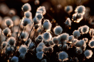 Commn cottongrass