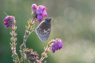 large heath butterfly  