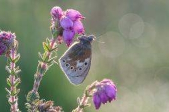 Large heath butterfly