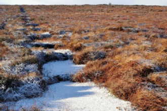 Series of peat dams along a ditch in the snow.