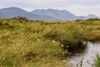 Peatland landscape. Water filled ditch in the foreground. White cottongrass seeds heads in the midground and mountains in the background