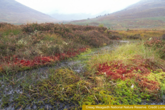 Colourful sphagnum mosses