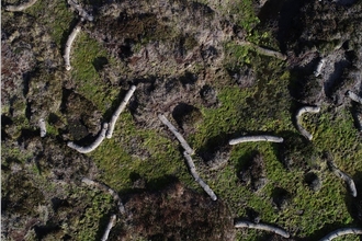 Aerial view of coir logs used to slow the flow of water to help reduce gully erosion.
