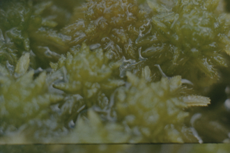 Still from 'The most important plant in the world'