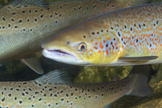 Atlantic salmon
