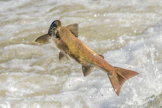 Salmon leaping in a river