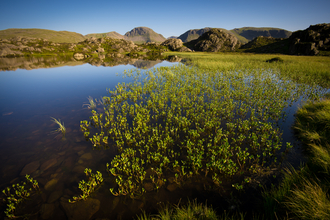 A small mountain lake with emergent vegetation in Cumbria.