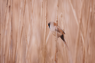 Bearded reedling 