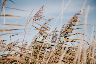 Common reeds