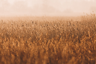 Reedbed
