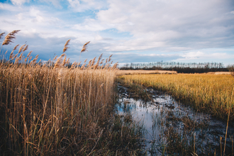 reedbed, Reedhan marsh