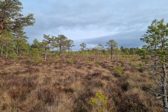 Abernethy bog woodland. Credit Emma Hinchliffe.